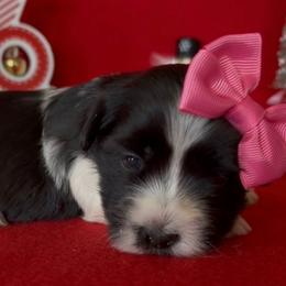 Sydney -AKC - Black and white female Havanese puppy in Verden, Oklahoma from Holcombs Puppy Ranch
