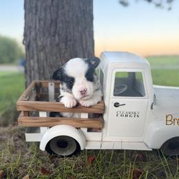 Breve - Black and tan female Pembroke Welsh Corgi puppy in Rose, Nebraska from Clearsky Corgis