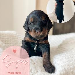 Sugar - Phantom female Goldendoodle puppy in California City, California from Summer Sun Doodles