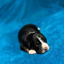 Simon - Tri-color male Bernedoodle puppy in Jacksonville, Florida from Dandelion Doodles