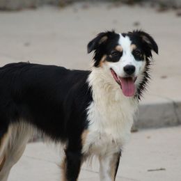Jasmine - Australian Shepherd