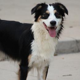 Jasmine - Australian Shepherd