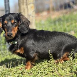 Dachshund All Grown Up from Okie Dokie Doxie