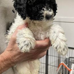 Cavapoos, Goldendoodles, Labradoodles, Poodles, and Sheepadoodles from Wagadoodlesnw