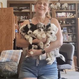 Aussiedoodle, Australian Shepherd, Dachshund, and Miniature Australian Shepherd Puppies from Bline’s Awesome Aussies & Doxies at the Bline Family Farm