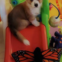Cardigan Welsh Corgi Puppies from Solstice Kennels