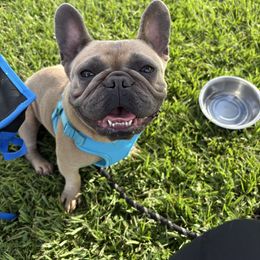 CHYNA - French Bulldog