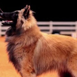Belgian Tervuren from Hijinks
