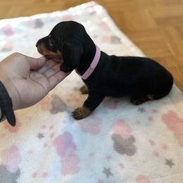 Girl 1 - Black and tan female Dachshund puppy in Glendale, Arizona from R & M Dachshunds