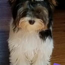 Biewer Terrier Puppies from Bellissima Biewers & Yorkies