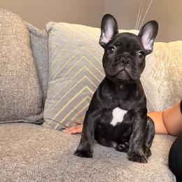 Duke - Black male French Bulldog puppy in Bolingbrook, Illinois from Flores Frenchies