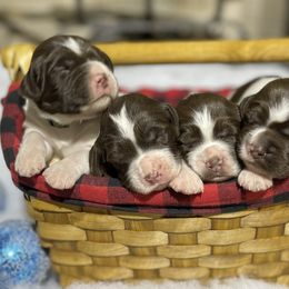 Brittany Puppies from Bull Creek Kennels