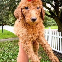 Goldendoodle and Poodle Puppies from The Henry Doodles