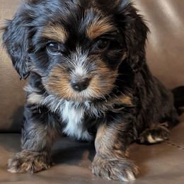 Meeko - Black and tan male Cavaton puppy in Waukesha, Wisconsin from A Little Dog'll Do Ya
