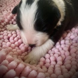 Border Collie Puppies from Beloved Border Collies