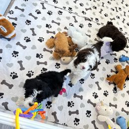 Portuguese Water Dog Puppies from Cornerstones Porties
