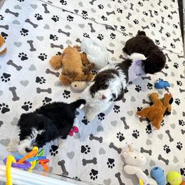Portuguese Water Dog Puppies from Cornerstones Porties