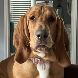 Savannah - Basset Hound