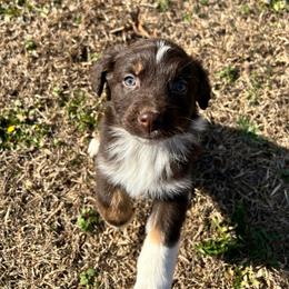 Buddy - Red tri-color male Australian Shepherd puppy in Butler, Georgia from Aussies at Howling Hill Farm
