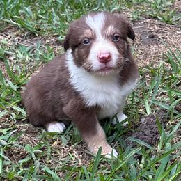 Frank Felipe - White and red male Border Collie puppy in Mckinney, Texas from Border Collies of Ruidoso