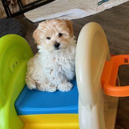 Havapoo Puppies from Becky Pride