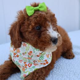 Muffin - Red  female Goldendoodle puppy in Apopka, Florida from Rae Precious Puppies