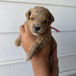 BoPeep - Apricot female Goldendoodle puppy in Katy, Texas from Sweet T Doodles