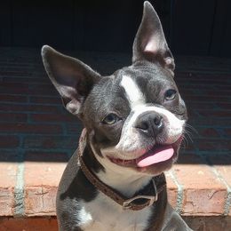 Benelli - Boston Terrier