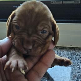 Pinky - Golden rust female Vizsla puppy in Bruce Twp, Michigan from Stoney Creek's Vizslas