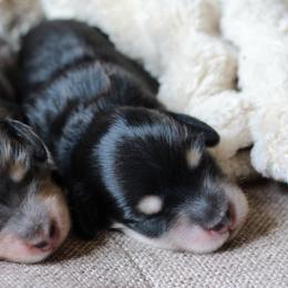 Morgana -AKC 3500 - Black and cream female Dachshund puppy in Krum, Texas from Tired Chef Dachshunds