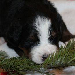 Bernese Mountain Dog Puppies from Baby Bear Bernese Kennel