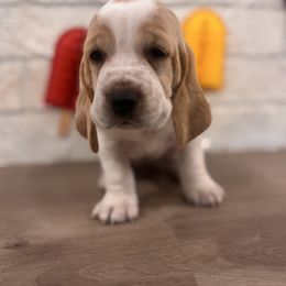 Mushroom - Lemon and white female Basset Hound puppy in Lubbock, Texas from Hound House