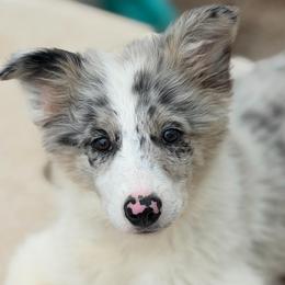 Daisy - White and blue merle female Border Collie puppy in Shell Knob, Missouri from Stoneridge Kennel