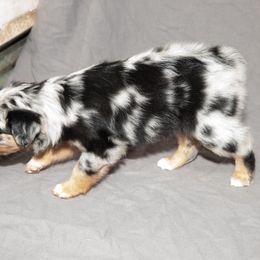 Australian Shepherd Puppies from 4 Aces Aussies
