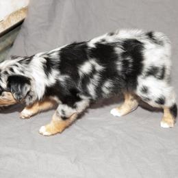 Australian Shepherd Puppies from 4 Aces Aussies