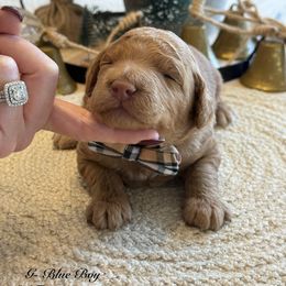 G-Blue Boy - Red  male Goldendoodle puppy in Lewisville, Texas from Texas Goldendoodle Lovers