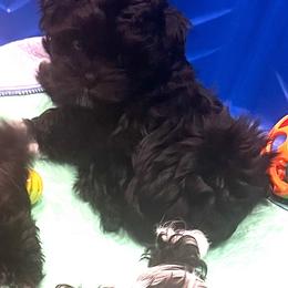 Coal - Black male Mi-Ki puppy in California from By Design Mi-Ki’s