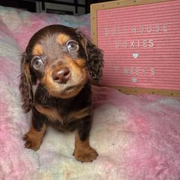 Dachshund Puppies from Dollhouse Doxies