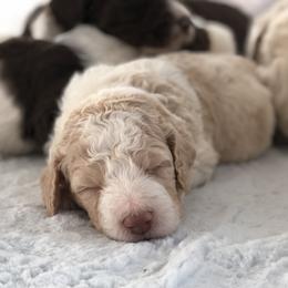 Labradoodle Puppies from I Love U Back Labradoodles