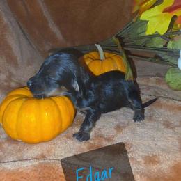 Boy 2 - Black and tan male Dachshund puppy in Price, Utah from Smiling Dog Dachshunds