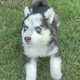 Poppy - Black and white female Pomsky puppy in Midlothian, Texas from Pomsky Life ETC