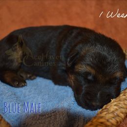 Blue Collar - Black and red male German Shepherd puppy in Orlando, Florida from AceHaven Canines