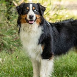 Wander - Australian Shepherd