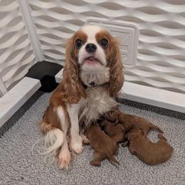 Cavapoo puppies from Quartz Mountain Doodles