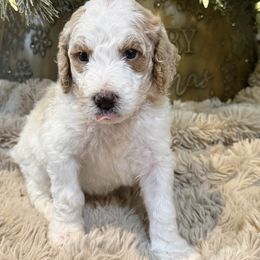 Yellow - Parti male Poodle puppy in Vidor, Texas from East Bunch Poodles