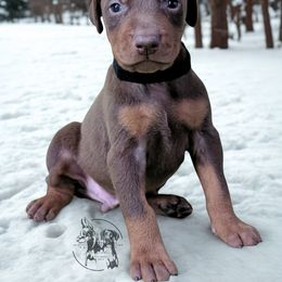 Red Male Black Collar - Red and rust male Doberman Pinscher puppy in Spencer, Indiana from Jackson's Dobermans