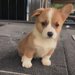 Purple Collar - Red female Pembroke Welsh Corgi puppy in Boaz, Alabama from Brumblow’s Kennel
