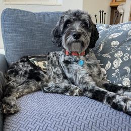 Jackson - Goldendoodle