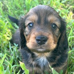 Longhair Shaded boy - Chocolate and cream male Dachshund puppy in Buckeye, Arizona from Ryder's Roundup