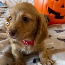 Eeyore - Red male Dachshund puppy in Homedale, Idaho from Jeff & Joette